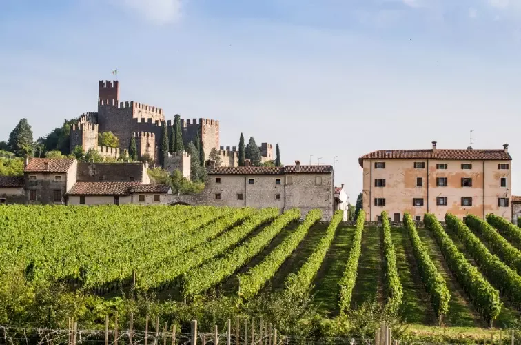 Soave mit Weinreben
